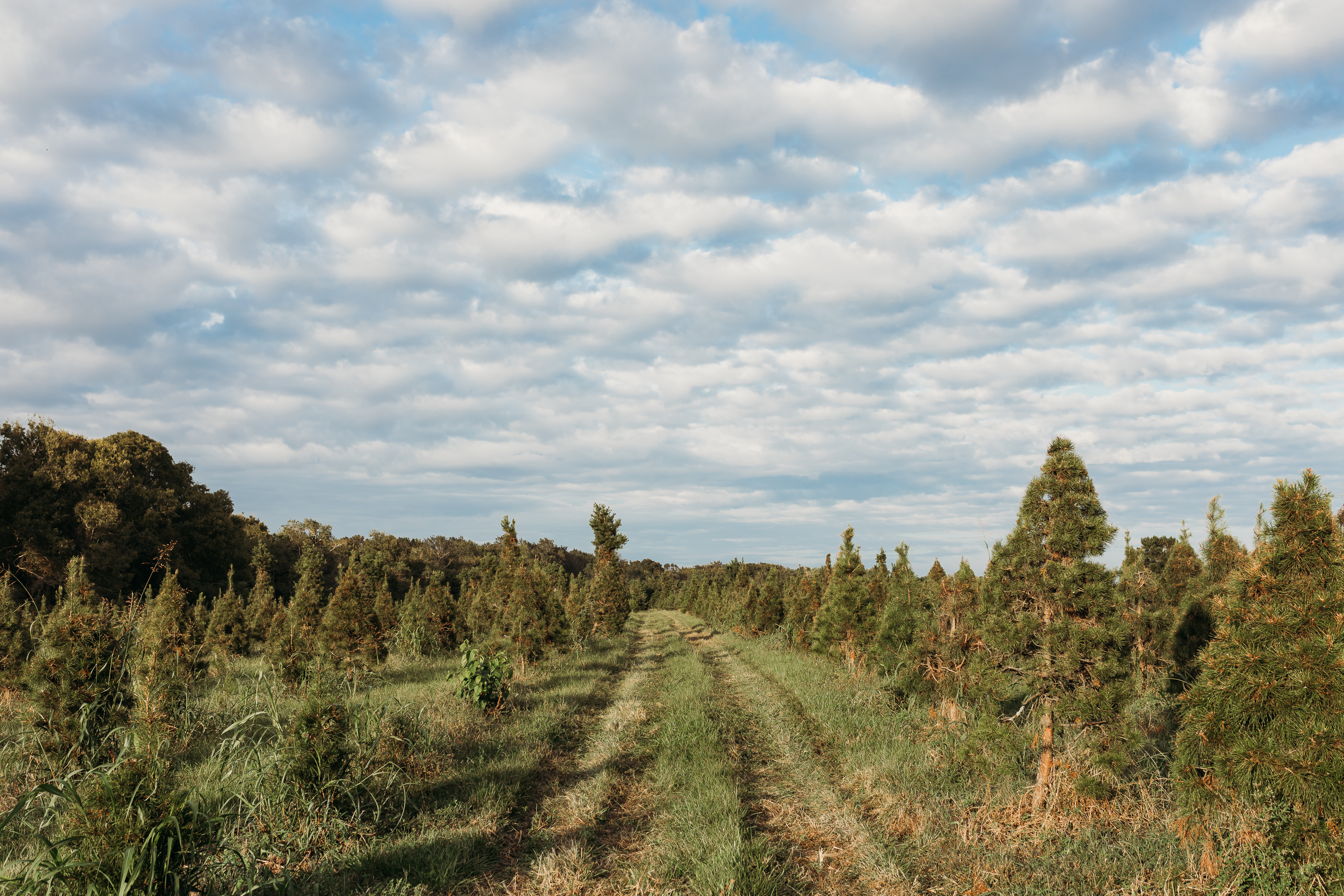 tree farm 2-2